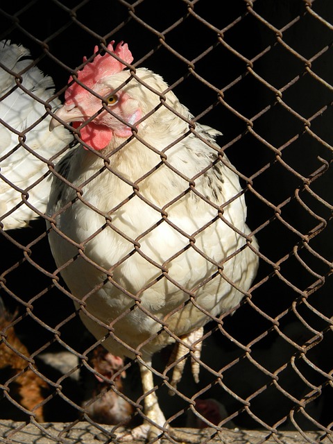 到国际化发 到国际化发